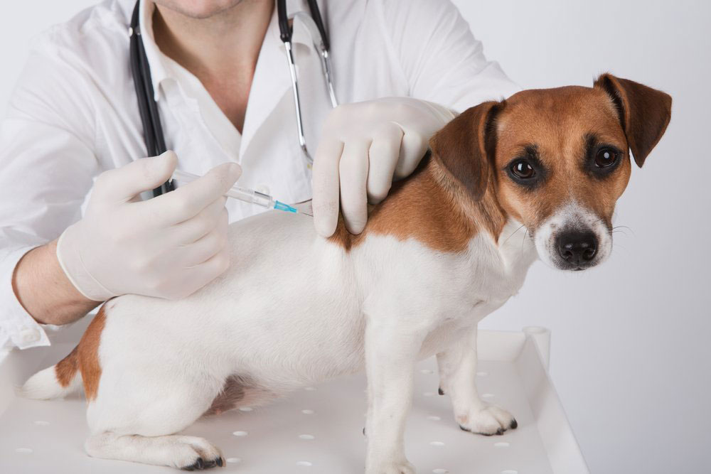 Pet Anesthesia FAQs